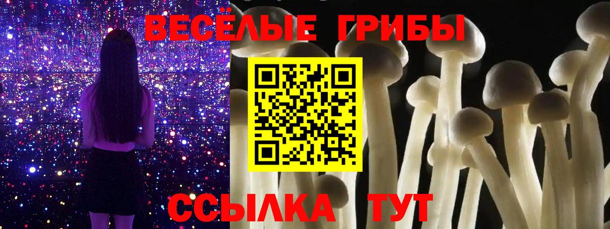 Псилоцибиновые грибы Psilocybe Алейск